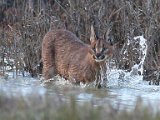 Rooikat 4  Caracal hunting   Rooikat op jag